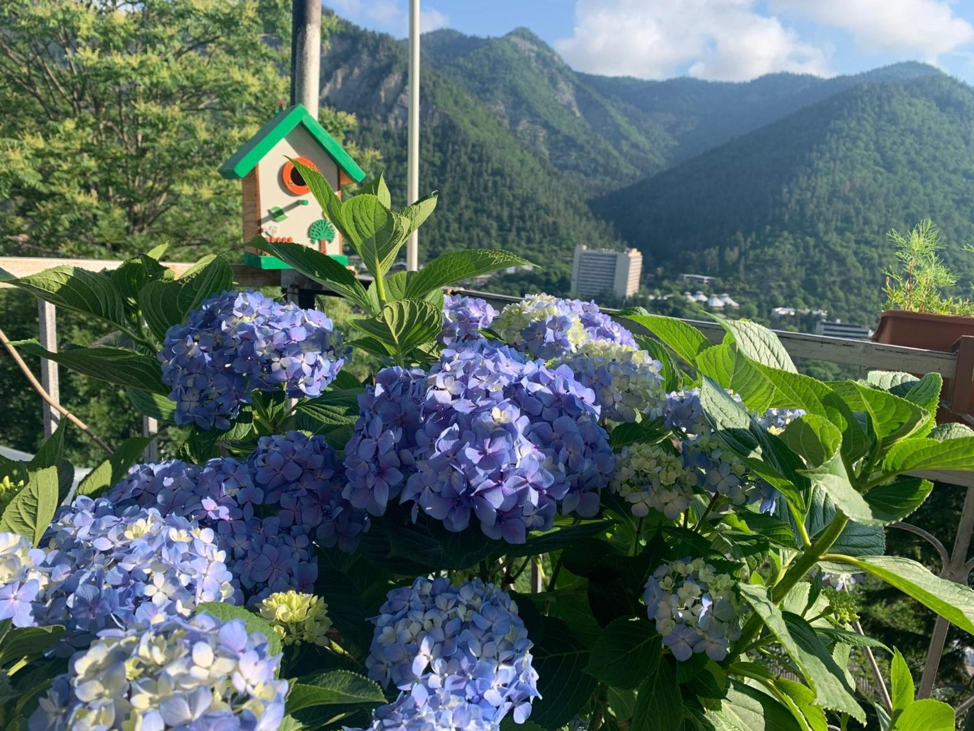 Anano'S Guesthouse بورجومي المظهر الخارجي الصورة